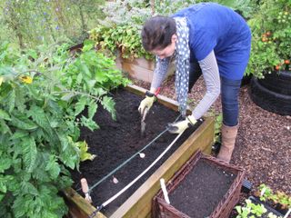 planting garlic in a raised bed