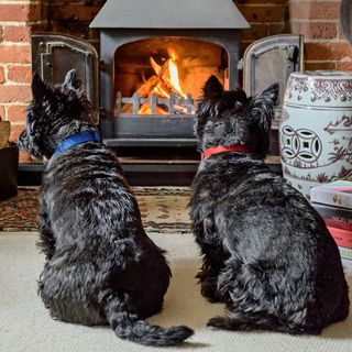 dogs near fireplace
