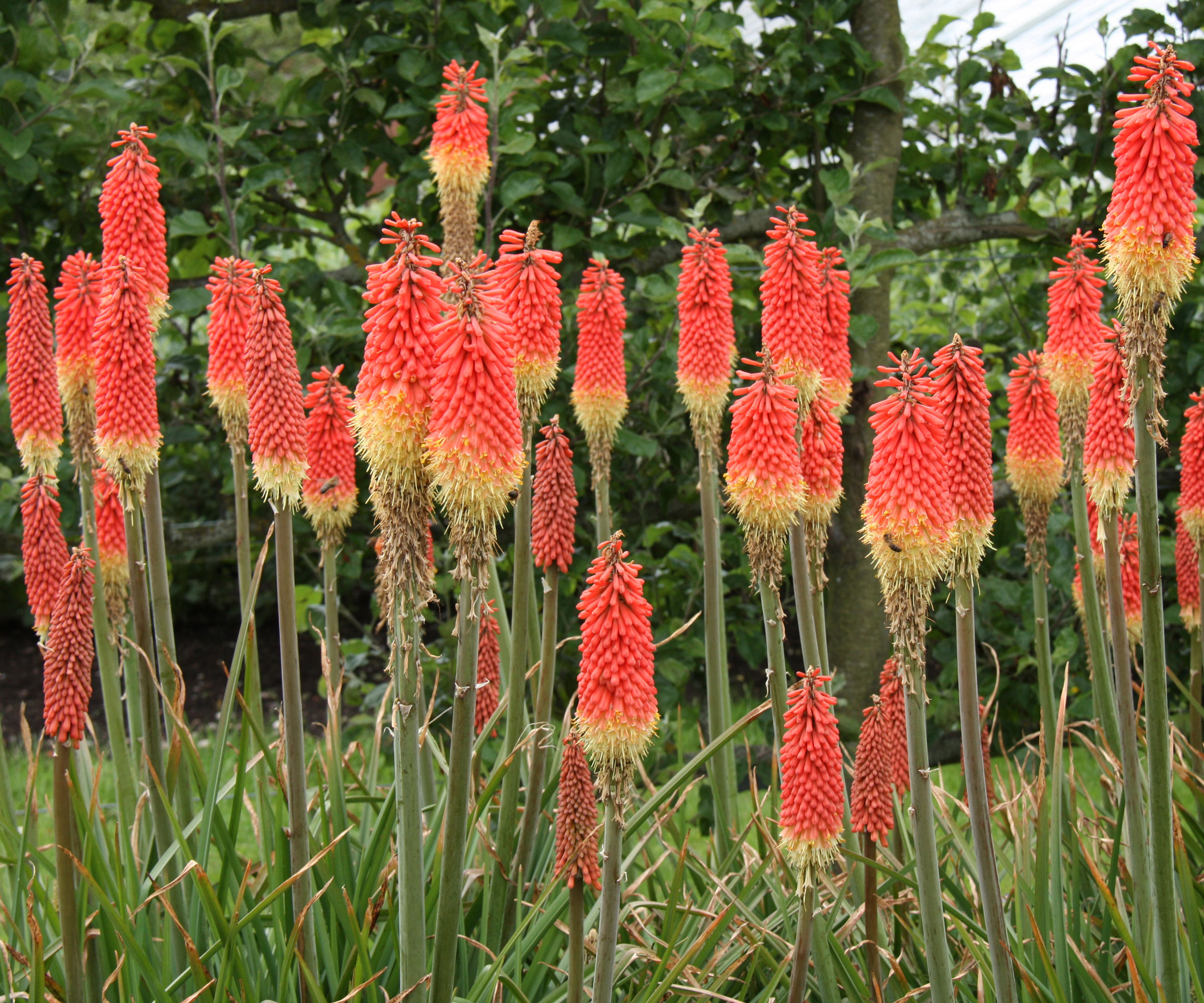 red and gold red hot poker plants planted in a line in a garden border
