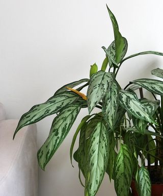 Chinese evergreen plant