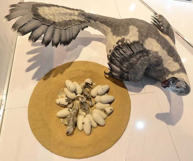 amnh dinosaur exhibit