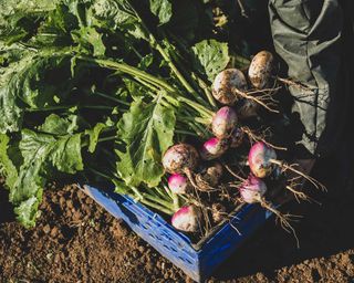 A bunch of freshly harvested turnips from the field in a blue crate