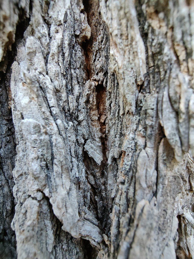 Op9 Tree Bark Wide Macro