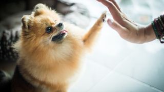Close-up of Pomeranian stretching out their paw to touch human hand