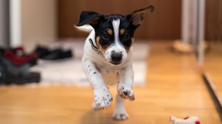 Dog running down hallway