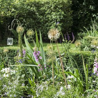 garden with levender plants and purple and pink flowers