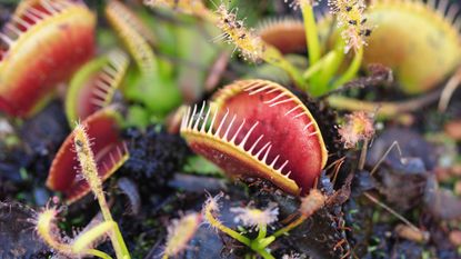 Venus flytrap and sundew plants