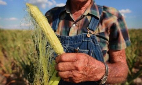 An Illinois farmer looks over an ear of corn picked from his fields, which have been severely damaged by drought.