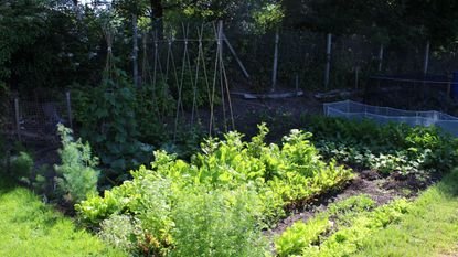 vegetables to grow in shade in a vegetable garden