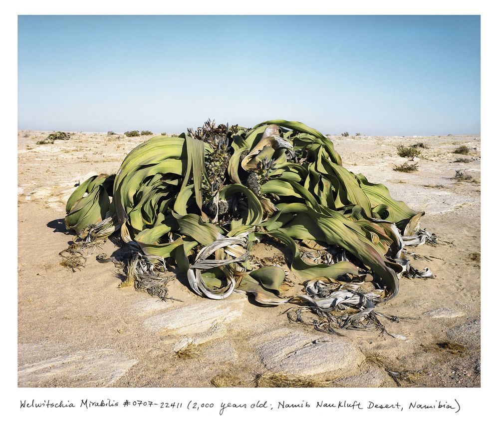 2,000 year old Welwitschia Mirabilis