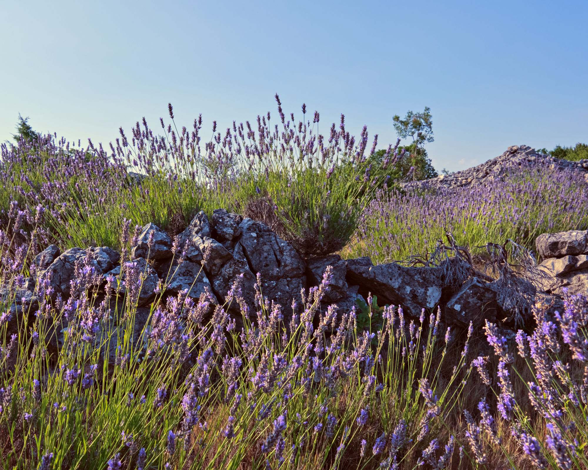 wild lavender growing in its native Mediterranean environment in Croatia