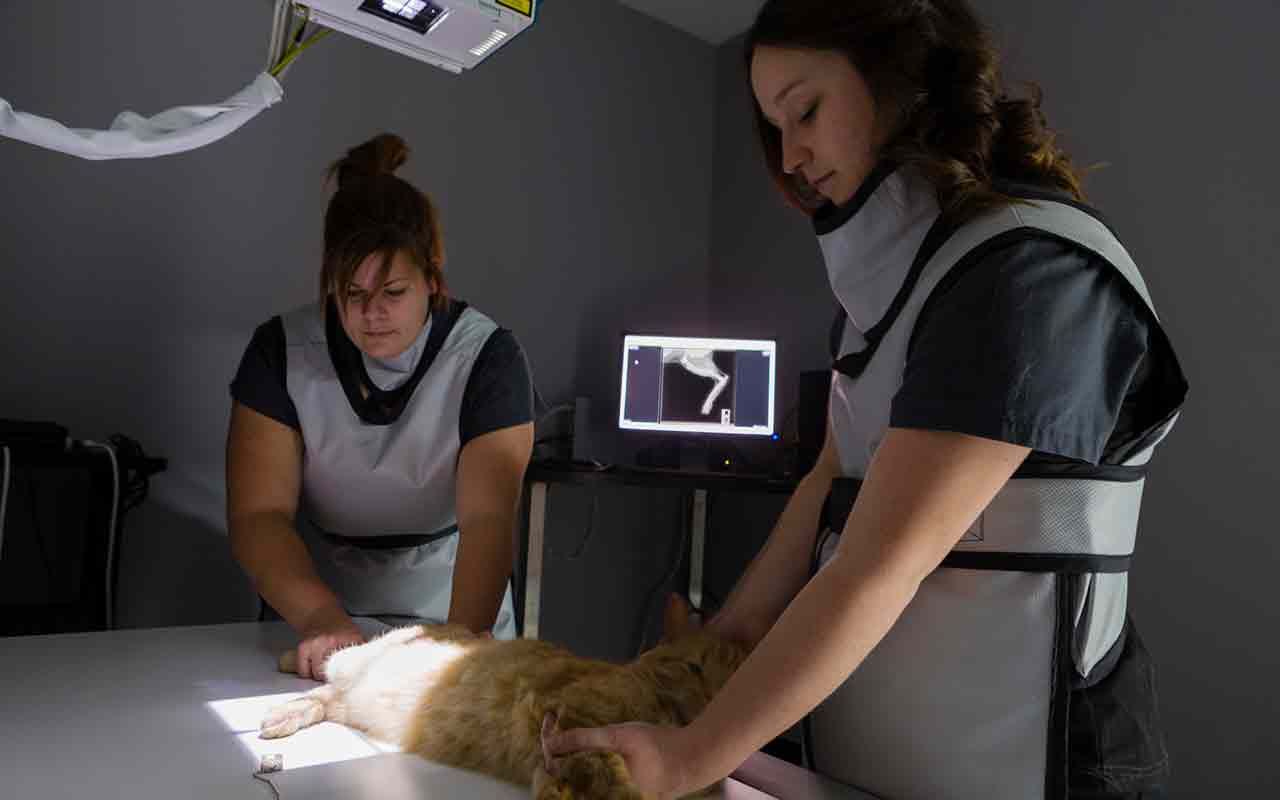 Pet Stocks The 9 Best 'Purebred' Pet Stocks to Buy Kiplinger