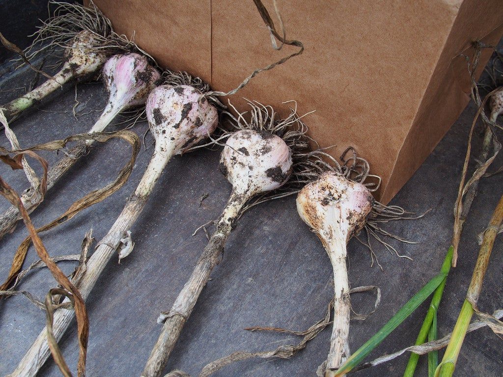 Porcelain Garlic Plants