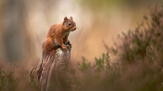 "If you feel it in the heart, then it's right": A Canon ambassador's unconventional guide to wildlife photography