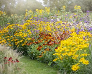 Summer border with rudbeckia