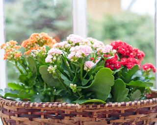 Kalanchoe plants with orange, pink, and red flowers on windowsill