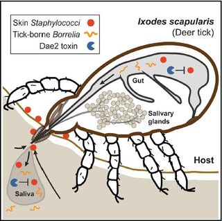 While the tick feeds, the toxin Dae2 protects it from bacteria like Staphylococci found on the human skin. This also allows time for the Borrelia bacteria, that causes Lyme disease, to transmit to humans.