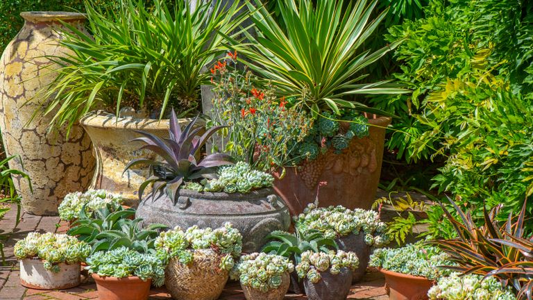 An arrangement of Terracotta pots in an English garden, planted with succulent plants 