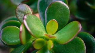 Close up of the leaves on a jade plant