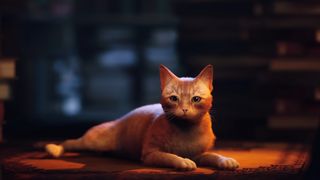 Stray - an orange cat
