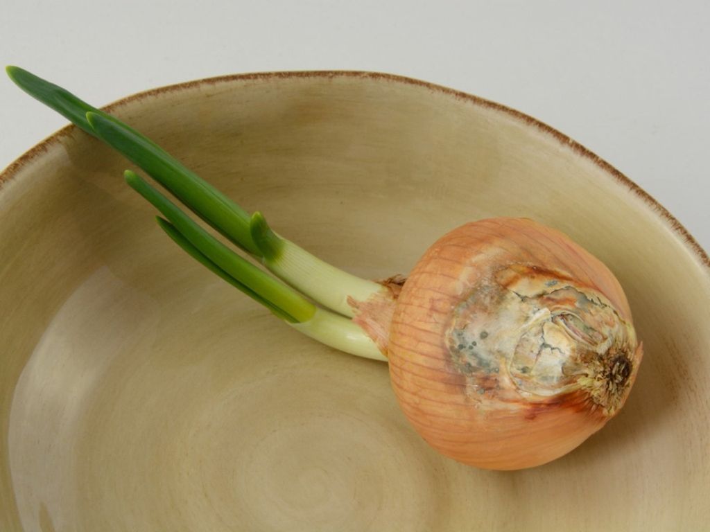 Onion Bacterial Soft Rot Control: Treating Onion With Bacterial Soft ...