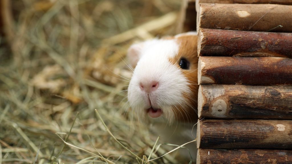 Can guinea pigs see in the dark? Guide to guinea pig vision | PetsRadar