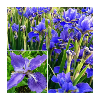 A blooming crop of purple irises