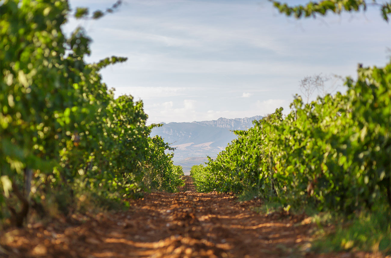 Bodegas Corral vines