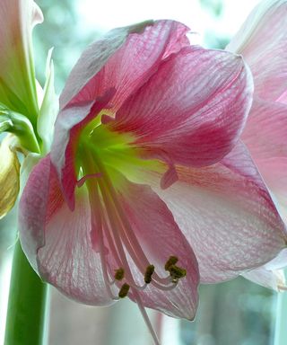 Blushing Bride pink amaryllis flowerhead