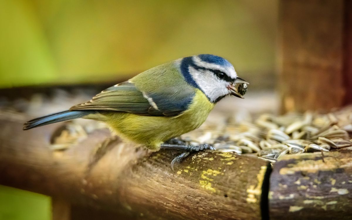 blue tit on bird feeder