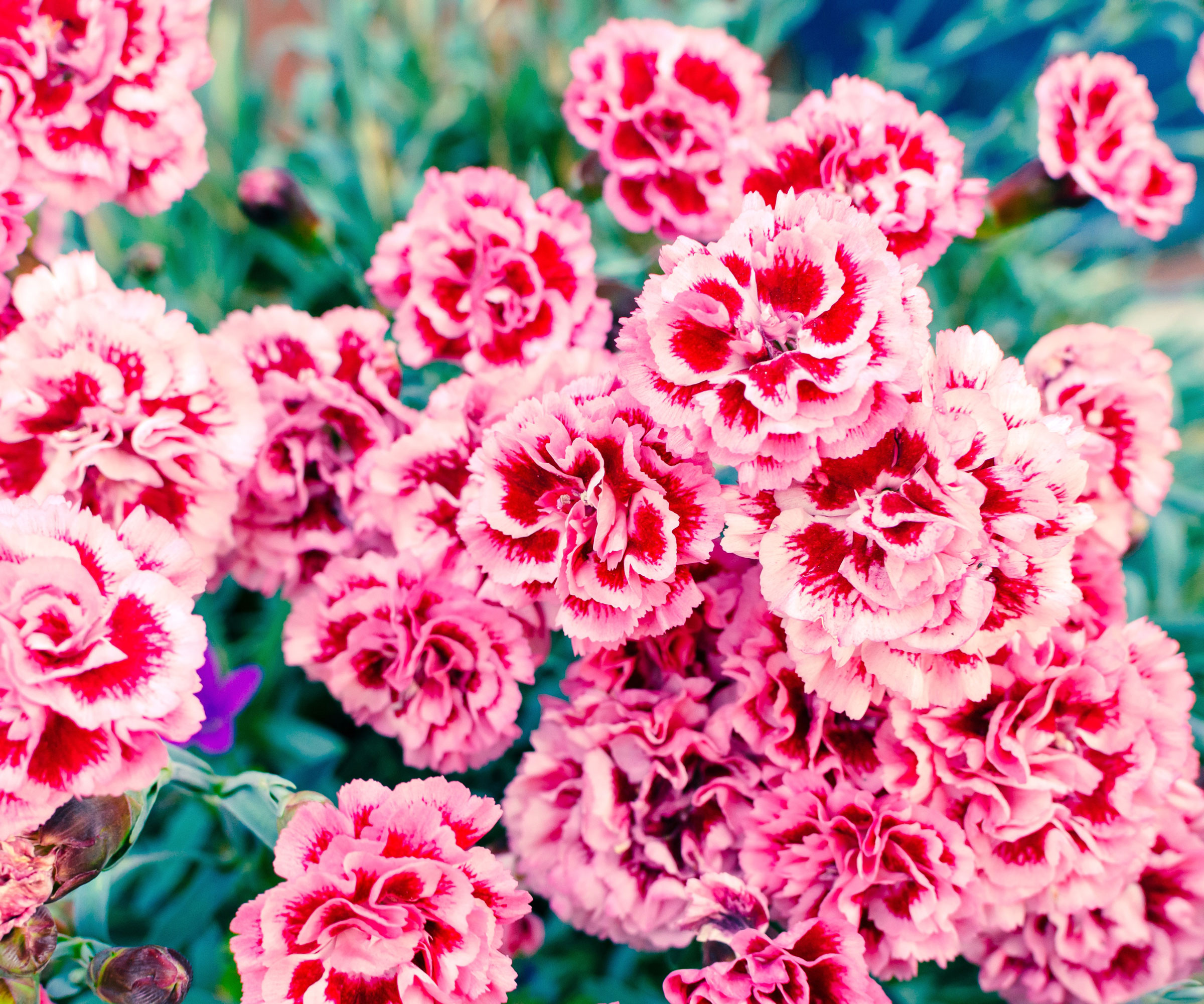 pink dianthus flowers growing in garden