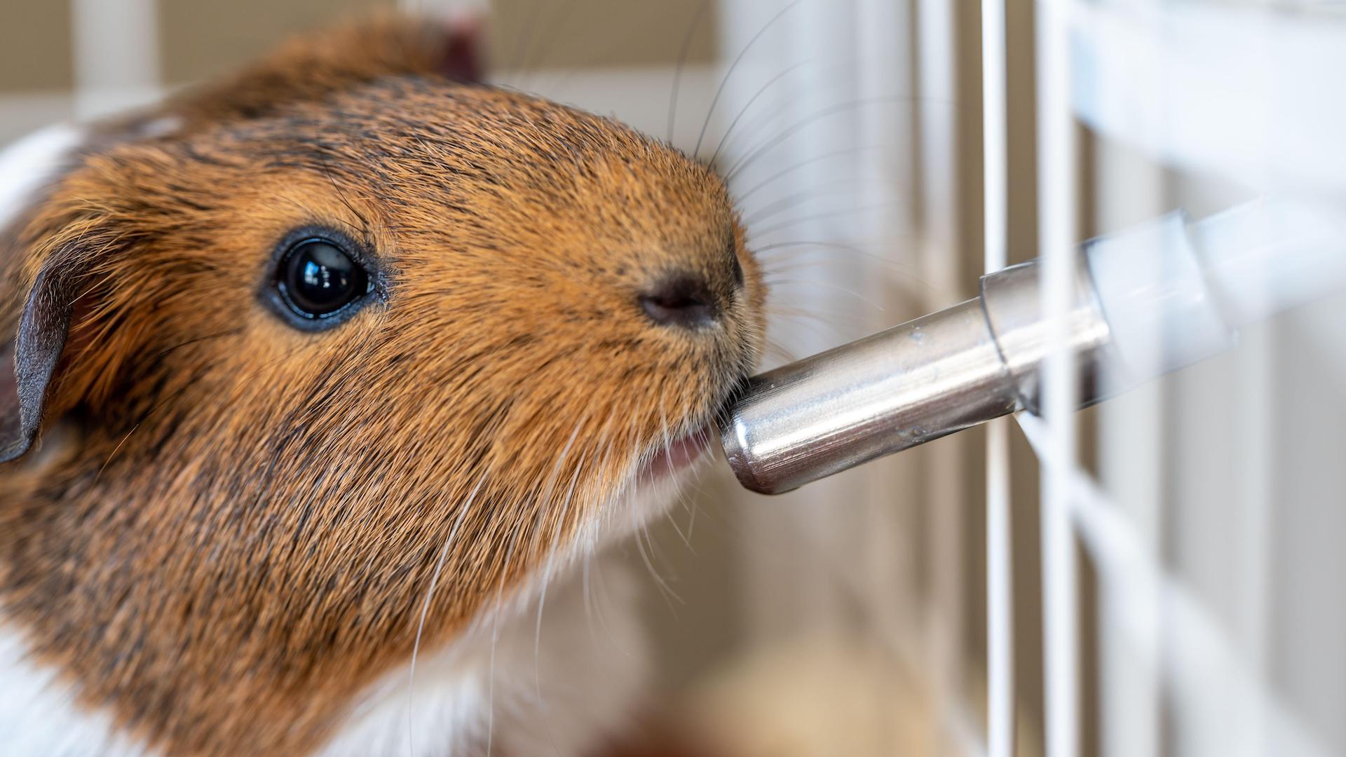 Guinea pig next to water bottle spout