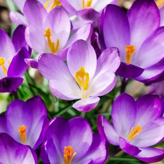 Autumn Crocus Seeds Colchicum Autumnale