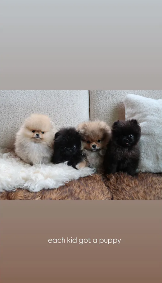 A photo of four Pomeranian puppies posted on Kim Kardashian's Instagram story