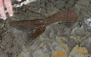 A partially exposed fish fossil at the Tanis site is exquisitely preserved.