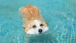 Corgi swimming in a pool