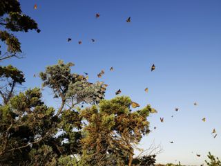 Monarch butterflies flying around a pine tree on a sunny day.