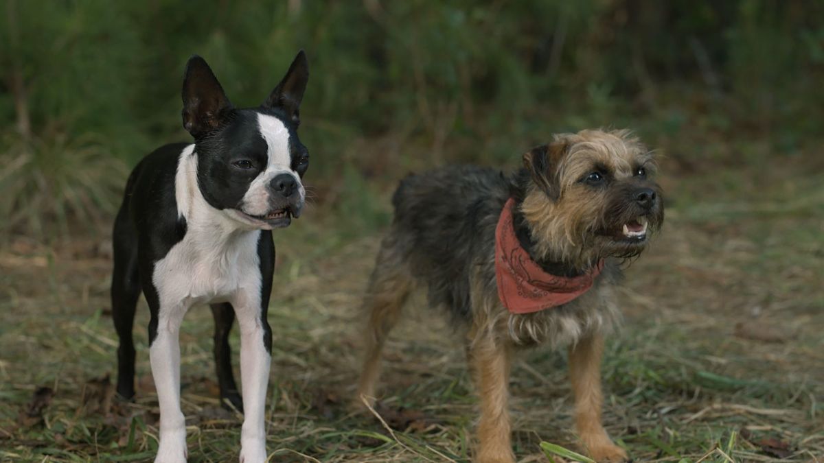 Bug (Jamie Foxx) and Reggie (Will Ferrell) in Strays