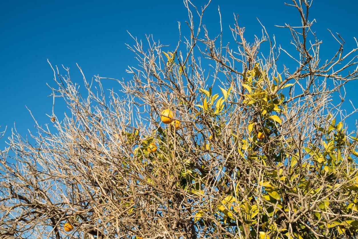 Dying Citrus Limbs On Citrus Tree