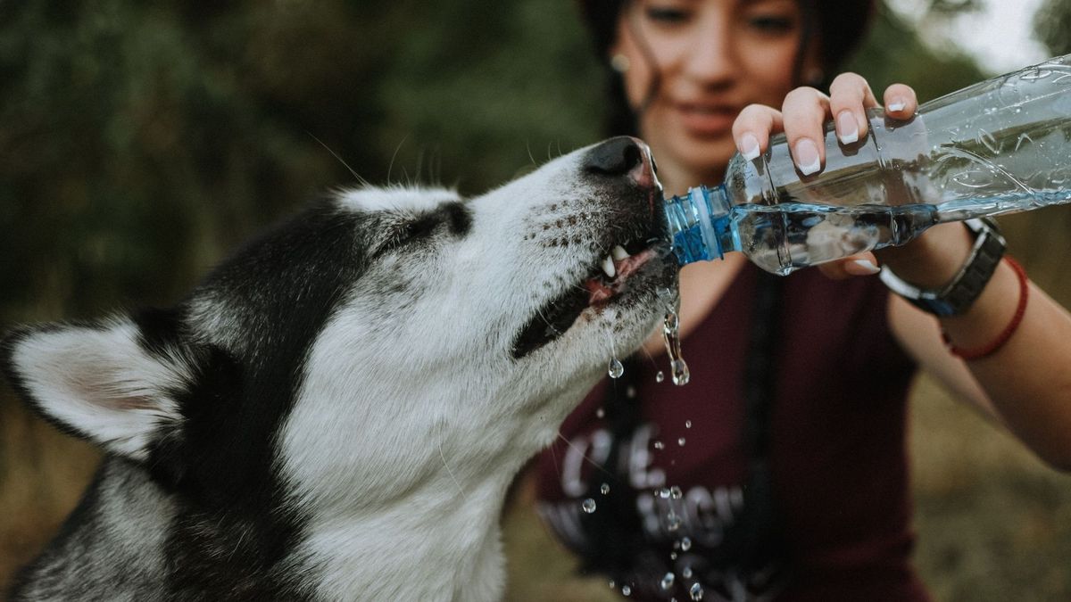 Why is my dog not drinking water? | PetsRadar