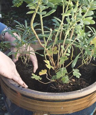 hands planting up some perennial plants in containers