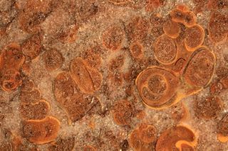 Gastropod (snail) fossils