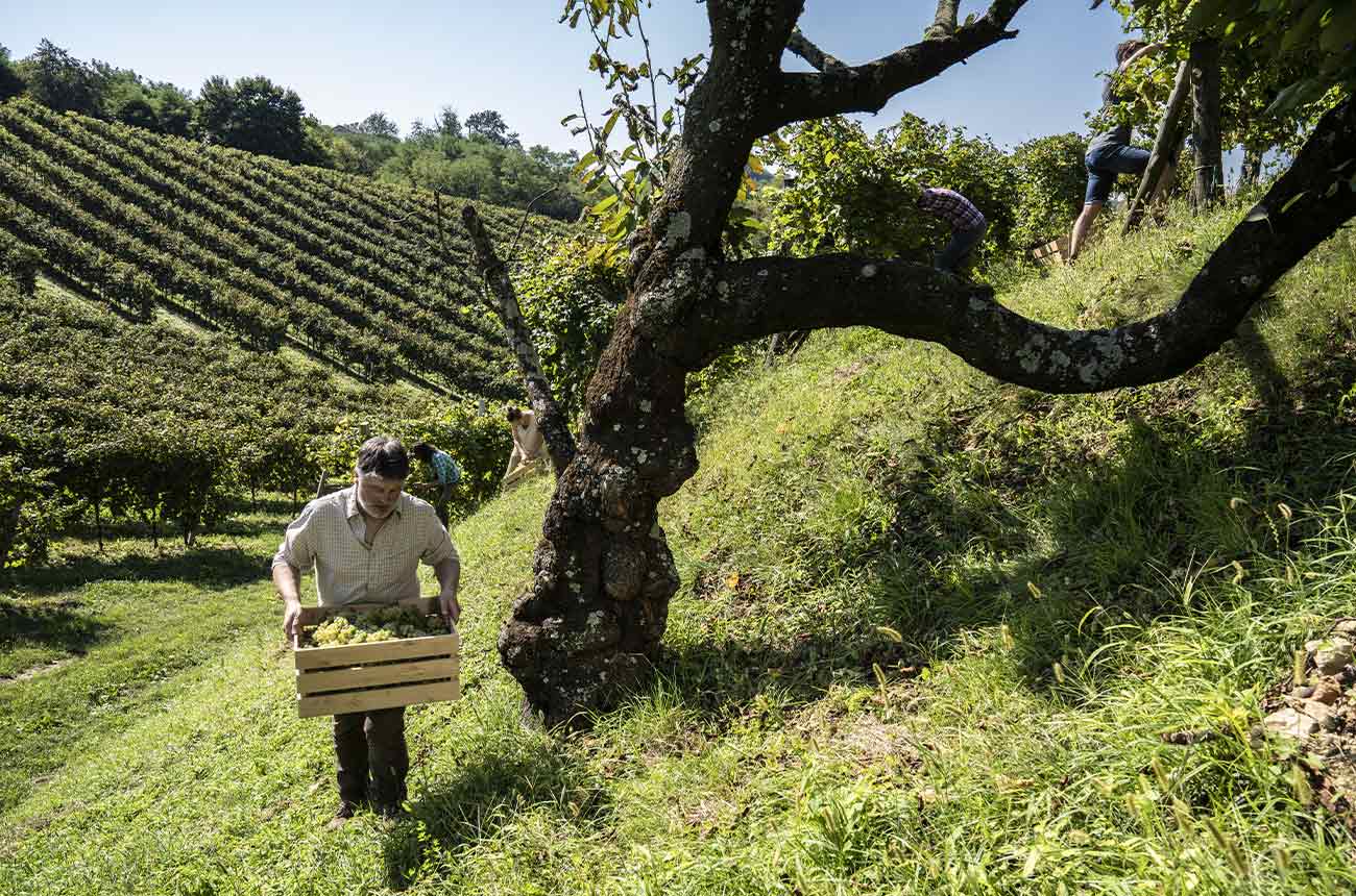 Handpicking grapes for Asolo Prosecco