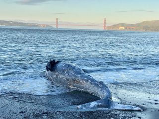 Dead gray whale in Northern California