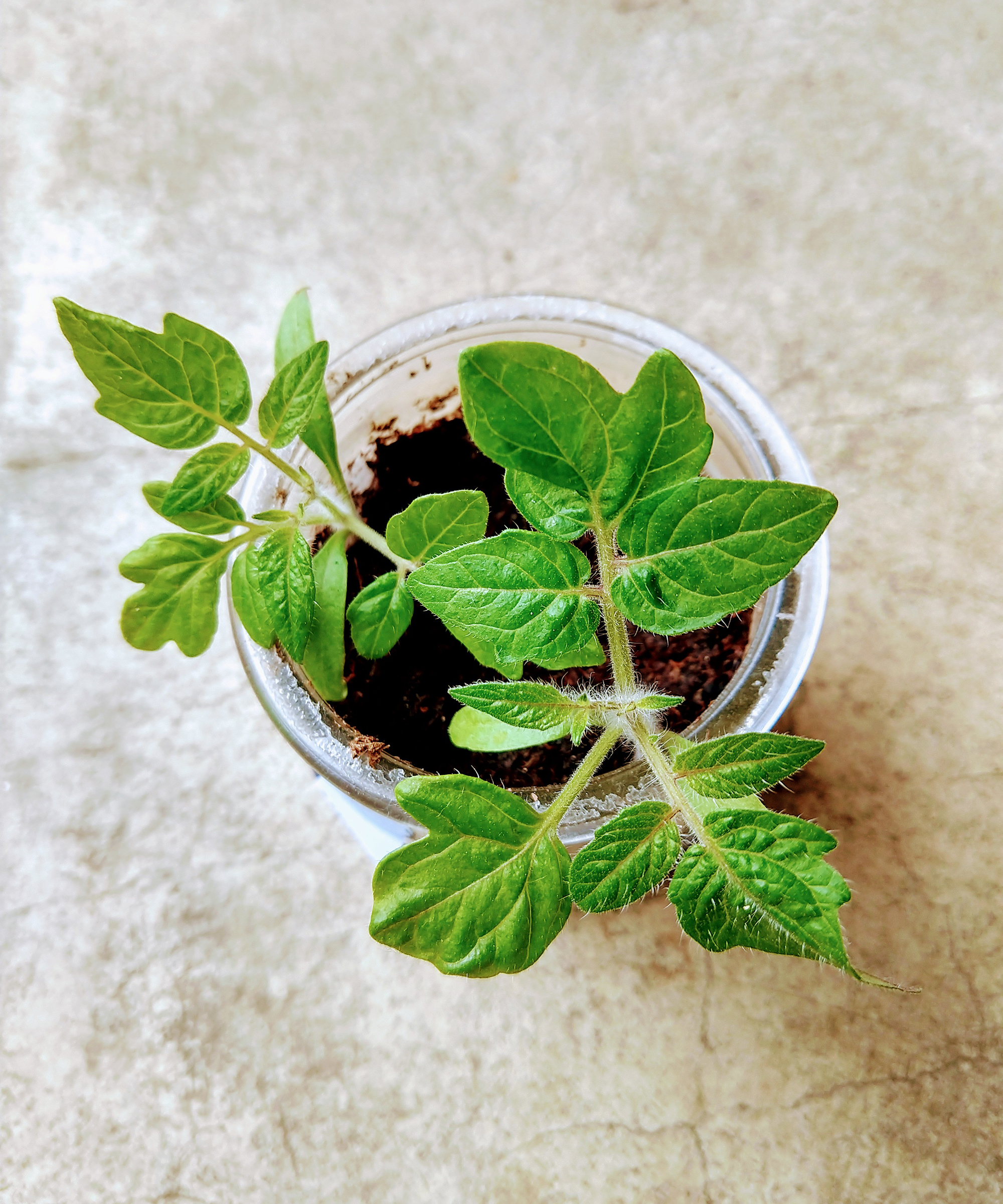 Rooted tomato cutting in potting soil