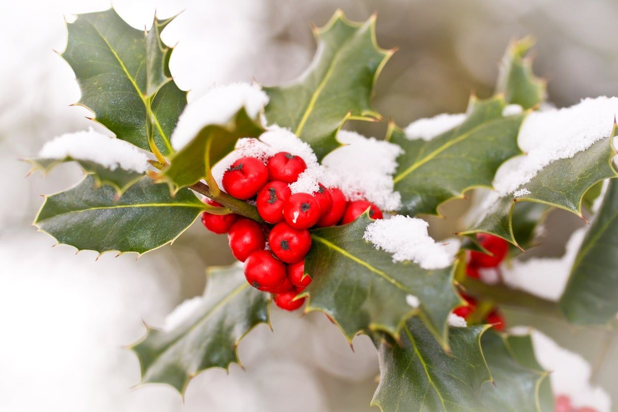 Red Berried Shrubs Covered In Snow