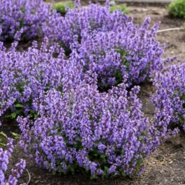 Purple blooms of Nepeta Cat's Pajamas