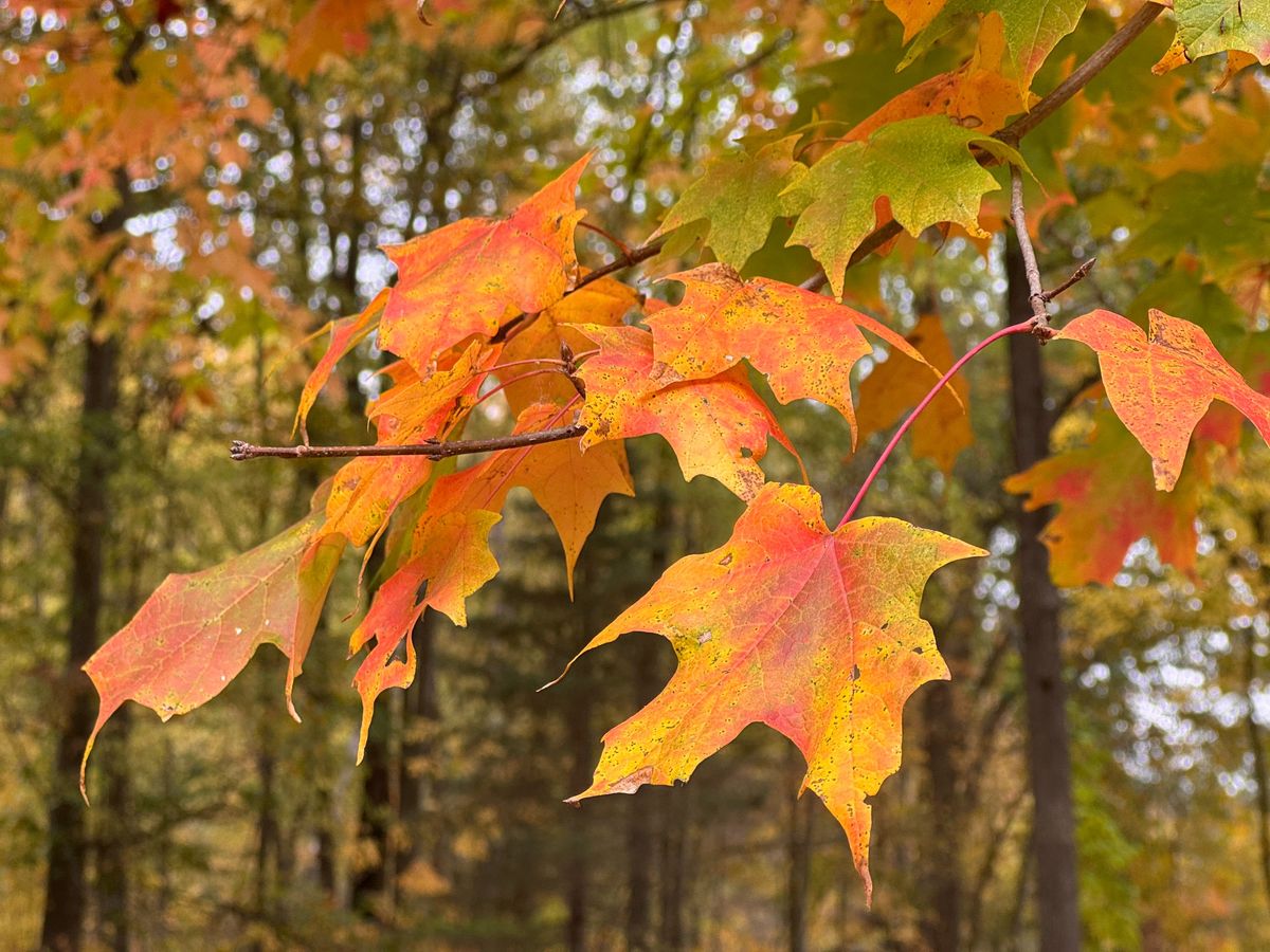 An image of fall leaves taken with the native iPhone app