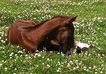 Corlato-foal.jpg