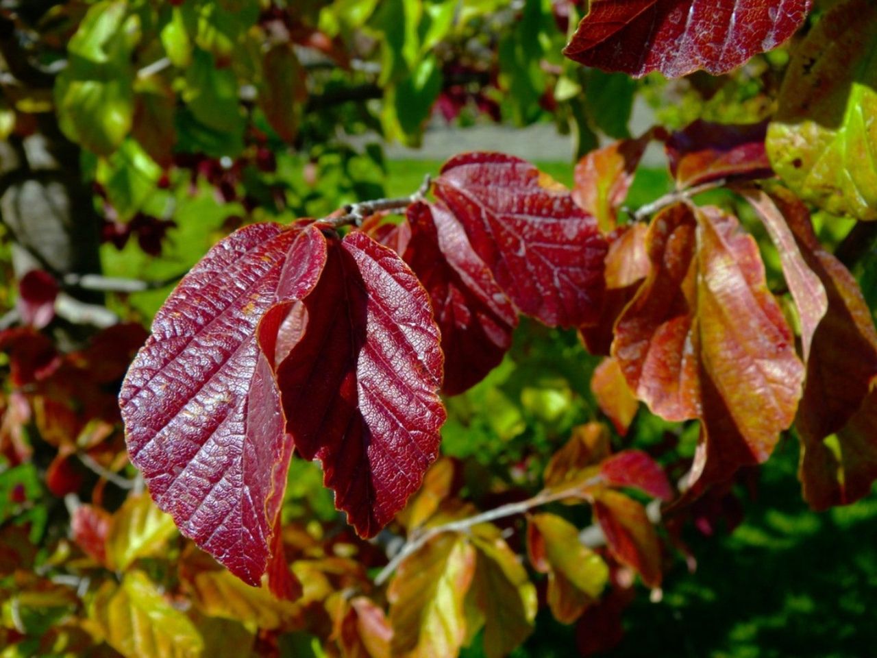 Dark Colored Leaves On A Persian Ironwood Tree